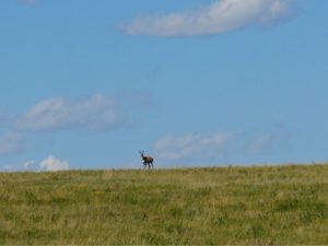 antelope-doe