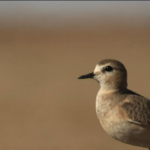 Mountain Plover Festival