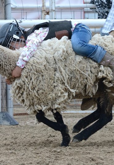 Mutton Bustin