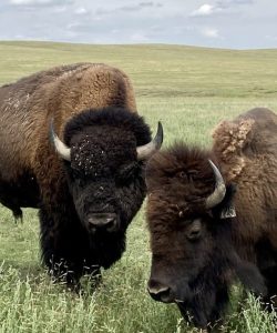 Prairie Ridge Buffalo